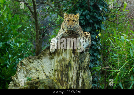 Extrem seltenen Amur-Leopard (Panthera Pardus Orientalis) auf Baumstumpf Stockfoto