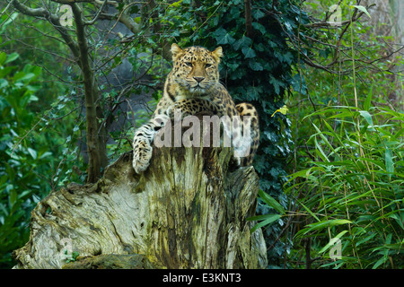 Extrem seltenen Amur-Leopard (Panthera Pardus Orientalis) auf Baumstumpf Stockfoto