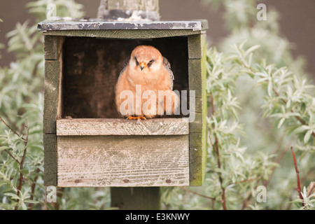 Red-footed Falcon (Falco Vespertinus) Erwachsenfrau thront in Nest Box, Hortobagy, Ungarn, Europa Stockfoto