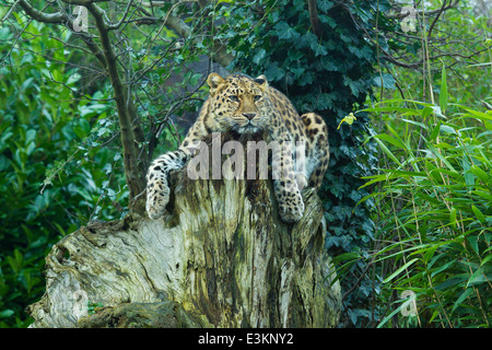 Extrem seltenen Amur-Leopard (Panthera Pardus Orientalis) auf Baumstumpf Stockfoto