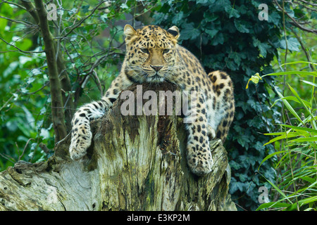 Extrem seltenen Amur-Leopard (Panthera Pardus Orientalis) auf Baumstumpf Stockfoto