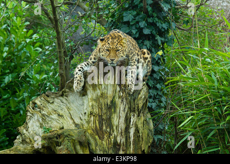 Extrem seltenen Amur-Leopard (Panthera Pardus Orientalis) auf Baumstumpf Stockfoto