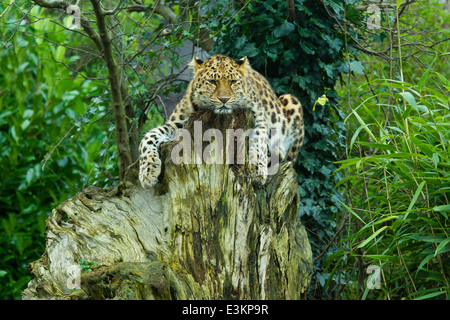 Extrem seltenen Amur-Leopard (Panthera Pardus Orientalis) auf Baumstumpf Stockfoto