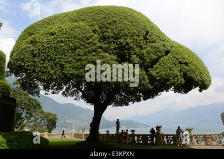 Mittelmeer-Eiche und Quercus Ilex an Villa Balbianello Gärten, Lenno, Comer See, Italien Stockfoto