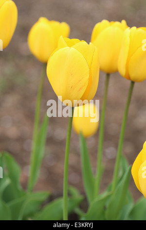 gelbe Tulpe Blume im Garten Stockfoto
