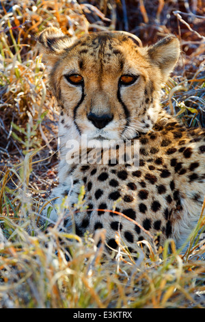 Blick auf entspannte Geparden beobachten der Savanne in Namibia, Südafrika Stockfoto