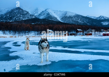 Husky-Hund trifft Sonnenaufgang in der Nähe von Dorf am Baikalsee in Russland Stockfoto