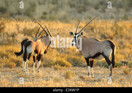 Eine Herde von Oryx (Oryx) in Kgalagadi Transfrontier National Park, Südafrika. Stockfoto
