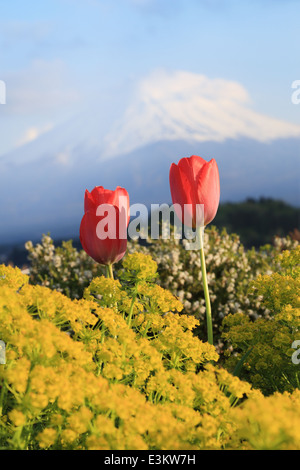 Tulpe mit Mount Fuji Hintergrund, Lake Kawaguchiko, Japan Stockfoto