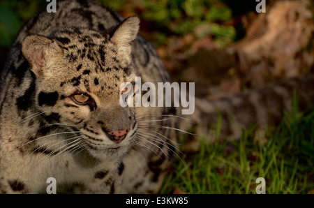 Amur Leoparden Stockfoto