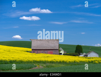 Palouse Land, Latah County, ID: Rote Scheune mit Hang des gelb blühenden Raps Feld Stockfoto