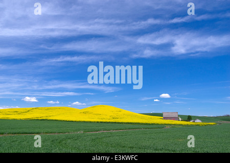 Palouse Land, Latah County, ID: Rote Scheune mit Hang des gelb blühenden Raps Feld Stockfoto