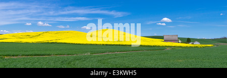 Palouse Land, Latah County, ID: Rote Scheune mit Hang des gelb blühenden Raps Feld Stockfoto