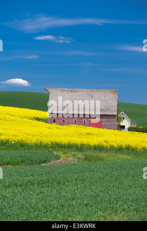 Palouse Land, Latah County, ID: Rote Scheune mit Hang des gelb blühenden Raps Feld Stockfoto