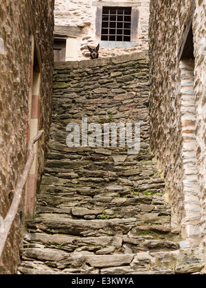 Hund wartet am oberen Ende der Treppe zu schützen. Eine Warnung, die Wache Hund Kollegen über eine Mauer an der Spitze einer langen rauen Treppe suchen Stockfoto