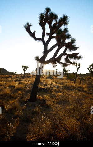 Joshua Bäume am Talboden im kalifornischen Joshua Tree National Park. Stockfoto