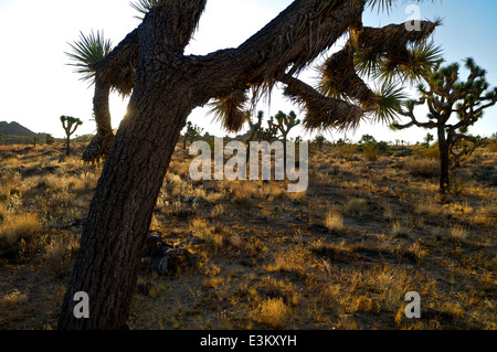 Joshua Bäume am Talboden im kalifornischen Joshua Tree National Park. Stockfoto