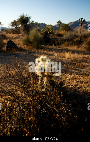 Eine junge cholla Cactus in der Morgensonne auf dem Boden der Wüste Tal in Kalifornien der Joshua Tree National Park. Stockfoto