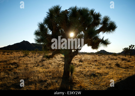 Die Morgensonne scheint durch eine Joshua Tree innerhalb der Joshua Tree National Park. Stockfoto