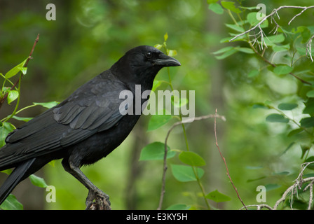 Amerikanische Krähe, Corvus Brachyrhynchos in Wäldern in der Nähe von Grandin Teich, St. Albert, Alberta, Kanada Stockfoto