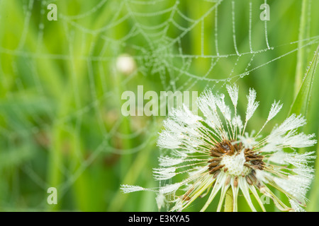 Tau Löwenzahn Samen Kopf bedeckt mit einem Tau beschichtete Spinnennetz Rückzug in den Hintergrund, St. Albert, Alberta Stockfoto