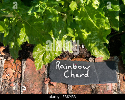 Regenbogen Mangold wächst in einem Gemüsegarten mit rustikalen Schiefer Typenschild Stockfoto