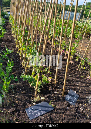 Pea Mangetout Oregon Sugar Pod Pisum sativum in einem Restaurant Küche Garten UK Stockfoto