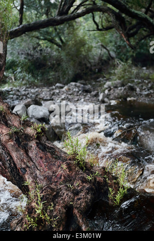 Nebenfluss des Flusses Palmiet in der Dämmerung, in der Nähe von Kleinmond, Südafrika Stockfoto