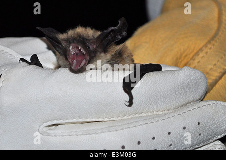 Fledermaus-Umfragen auf dem North Kaibab Ranger District Stockfoto