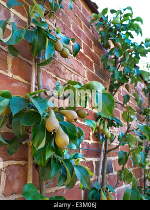 BIRNEN Espalier Espaliered Birne Baum auf einem roten Ziegel unterstützt Wand blüht und wächst durch spätnachmittags Licht in beleuchtet Eine Küche Garten Stockfoto