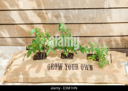 Einige Tomaten wachsen in einer hessischen Tasche, die gedruckt wird mit "grow your own" in einem Hinterhof Stockfoto