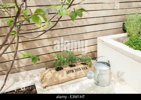 Einige Tomaten wachsen in einer hessischen Tasche, die gedruckt wird mit "grow your own" in einem Hinterhof Stockfoto