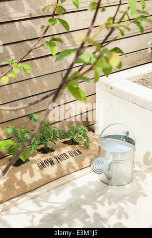 Einige Tomaten wachsen in einer hessischen Tasche, die gedruckt wird mit "grow your own" in einem Hinterhof Stockfoto