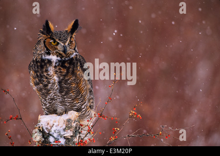 Eine große gehörnte Eule (Bubo Virginianus) hockt während eines Schneesturms mit bittersüßer Beeren. Stockfoto