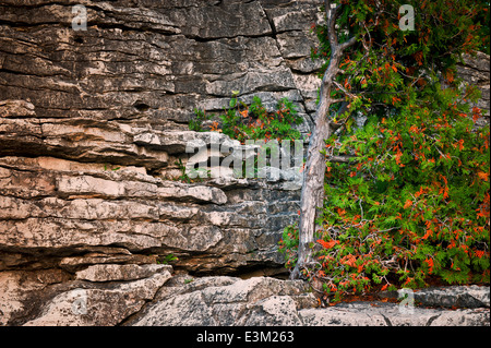 Nördlichen weiße Zeder (Thuja Occidentalis) am Rand der Klippe in Bruce Halbinsel, Kanada Stockfoto