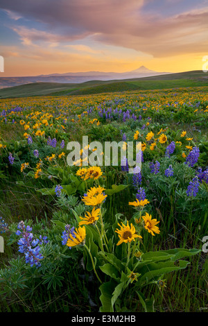 Columbia Hills State Park, Washington: Abendlicht auf Lupine und Balsam Wurzel und Mount Hood über den Columbia River Stockfoto