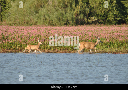 Hirschen am See, Reh Flat National Wildlife Refuge Stockfoto