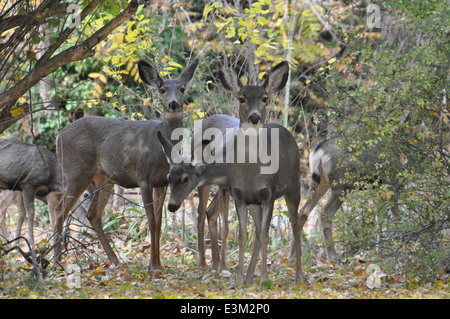 Hirsch bei Deer flach National Wildlife Refuge Stockfoto