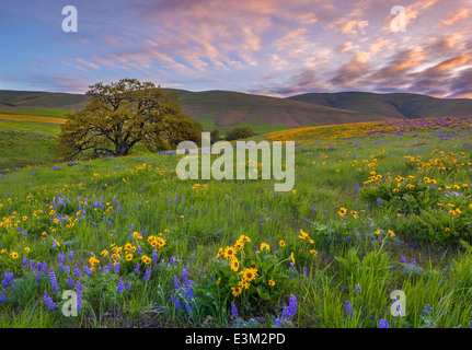 Columbia Hills State Park, WA: Columbia Gorge National Scenic Area, Sonnenaufgang in die Columbia Hills mit Garry Eiche & Wildblumen Stockfoto