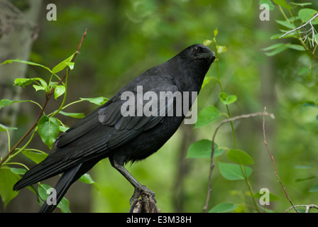 Amerikanische Krähe, Corvus Brachyrhynchos in Wäldern in der Nähe von Grandin Teich mit einem fragenden Blick auf seinem Gesicht Stockfoto