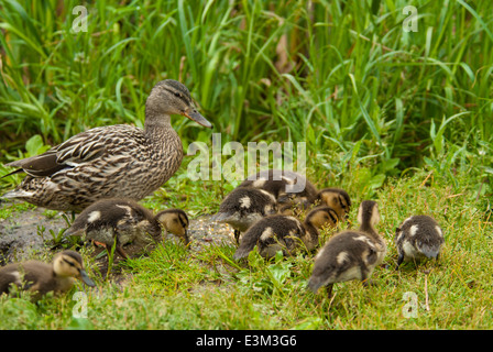 Mutter Mallard Ente, Anas Platyrhynchos, mit mehreren Entenküken auf Nahrungssuche, Grandin Teich, St. Albert, Alberta, Kanada Stockfoto