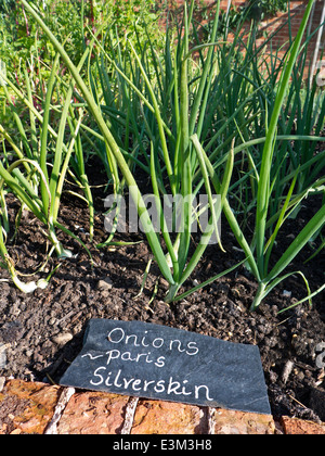 Zwiebeln "Paris" Silberhaut wächst in einer Restaurantküche Garten Stockfoto