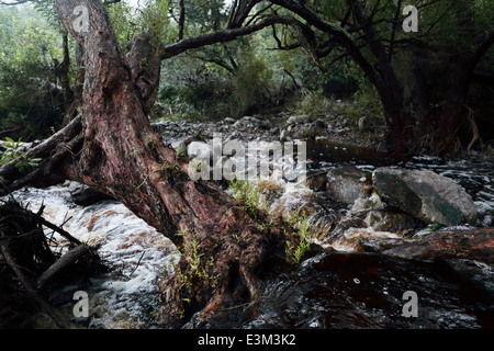 Nebenfluss des Flusses Palmiet in der Dämmerung, in der Nähe von Kleinmond, Südafrika Stockfoto