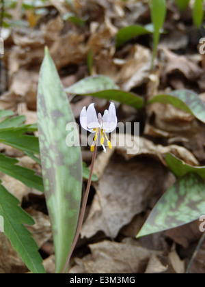 Die Zwergforellen Lily, eine vom Aussterben bedrohte Art, wurde bei einer Untersuchung in Minnesota am 14. April 2010 beobachtet. Die Blüte ist durch das Endangered Species Act geschützt und es werden Anstrengungen unternommen, ihren Lebensraum zu erhalten. Stockfoto