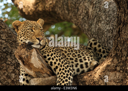 Ein Leopard ruht in einem Baum in der Kruger National Park, Südafrika Stockfoto