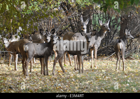 Hirsch-Herde bei Deer flache NWR Stockfoto