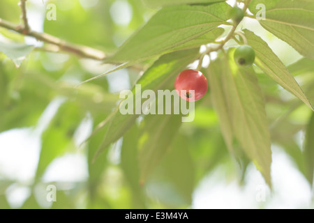 Calabura Stockfoto