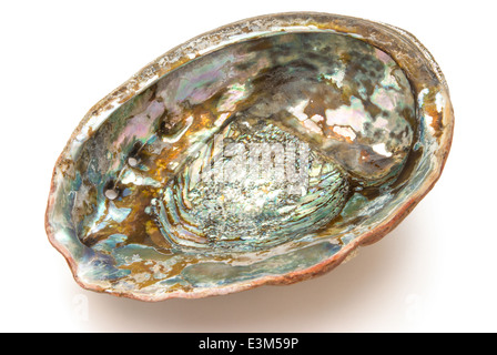 Abalone-Muschel im Inneren mit Beschneidungspfad Stockfoto