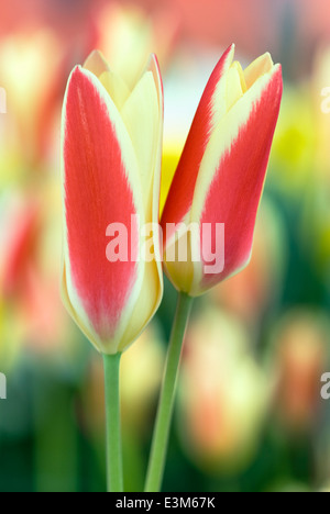 Tulipa 'Tinka', Tulpe. Birne, März. Rote und gelbe Tulpen. Stockfoto