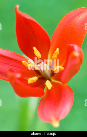 Tulipa Sprengeri, Tulpe. Birne, Mai. Leuchtend rote Tulpe. Stockfoto